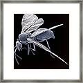 Winged Ant, Sem #2 Framed Print