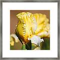 Yellow And White Iris Framed Print