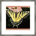 Butterfly Collection #20 Framed Print