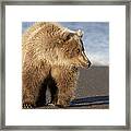 Grizzly Bear Ursus Arctos Horribilis #22 Framed Print