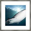Whale Shark Feeding Under Fishing #22 Framed Print