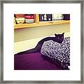 #cat #cats #catlovers #catstagram #23 Framed Print
