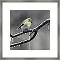 American Goldfinch #25 Framed Print