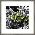 Methicillin-resistant Staphylococcus #25 Framed Print