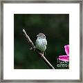 Chipping Sparrow #26 Framed Print