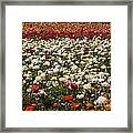 Flower Fields #28 Framed Print