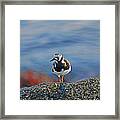 28- Ruddy Turnstone Framed Print