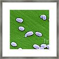 Anthrax Bacteria, Sem #3 Framed Print