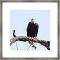 Bald Eagle #3 Framed Print