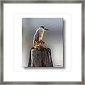 Black Crowned Night Heron #3 Framed Print