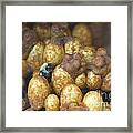 Bumblebee Nest #3 Framed Print