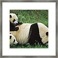 Giant Panda Ailuropoda Melanoleuca #3 Framed Print