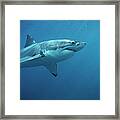 Great White Shark Carcharodon Framed Print