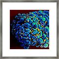 Hiv-infected H9 T Cell, Sem #7 Framed Print
