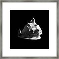 Horned Helmet Seashell Cassis Cornuta #2 Framed Print