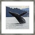 Humpback Whale Megaptera Novaeangliae #3 Framed Print