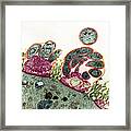 Intestinal Protozoan Parasites, Tem #3 Framed Print