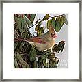 Northern Cardinal #3 Framed Print