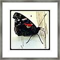 Phoenician Butterfly #3 Framed Print