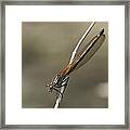 Red Bluet #3 Framed Print