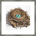 Robins Nest With Eggs #3 Framed Print