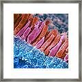 Rods And Cones In Retina Framed Print