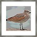 3- Seagull Framed Print