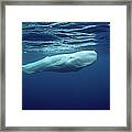 White Sperm Whale #2 Framed Print