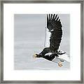 Stellers Sea Eagle Haliaeetus Pelagicus #3 Framed Print