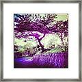 #tree #trees #leaves #ilovebaretrees #3 Framed Print