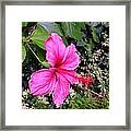 Tropical #flower #florida #webstagram #3 Framed Print