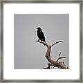 30- Black Crow Framed Print