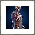 Male Anatomy, Artwork #30 Framed Print
