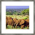 African Elephant Loxodonta Africana #4 Framed Print