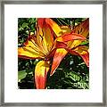 Asiatic Lily Named Cancun #4 Framed Print
