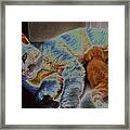 Cat Maternity #3 Framed Print