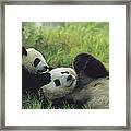 Giant Panda Ailuropoda Melanoleuca #4 Framed Print