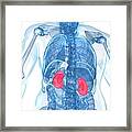 Healthy Kidneys, Artwork #4 Framed Print