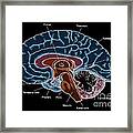Illustration Of Human Brain #4 Framed Print