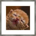 Kitty #4 Framed Print