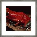Strawberry Poison Dart Frog Dendrobates Framed Print Strawberry Poison Dart Frog Dendrobates Framed Print