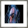 Male Anatomy, Artwork #42 Framed Print