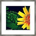 Instagram Photo #421340114661 Framed Print