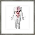 Male Anatomy, Artwork #45 Framed Print