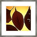 5 Autumn Leaves Framed Print