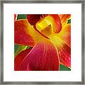 Dendribium Malone Or Hope Orchid Flower #6 Framed Print