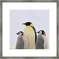 Emperor Penguin Aptenodytes Forsteri #5 Framed Print