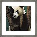 Giant Panda Ailuropoda Melanoleuca #5 Framed Print