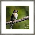 Indigo Bunting #5 Framed Print