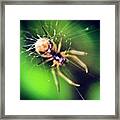 #macro #macroworld #macrogardener #5 Framed Print